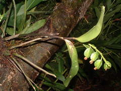 Polystachya masayensis