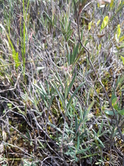 Andromeda polifolia glaucophylla