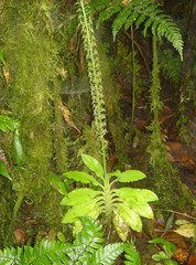 Crossoglossa tipuloides