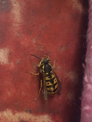 Vespula germanica
