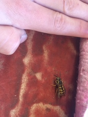 Vespula germanica