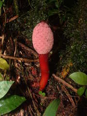 Balanophoraceae