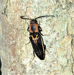 Megapenthes limbalis