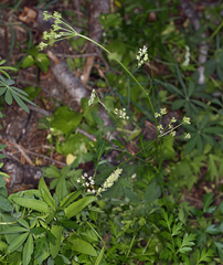 Ligusticum apiifolium