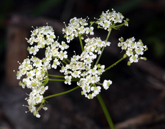 Ligusticum apiifolium