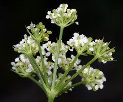 Ligusticum apiifolium