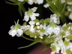Ligusticum apiifolium