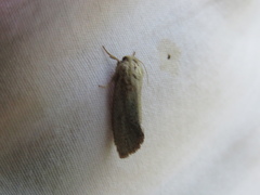 Acrolophus plumifrontella