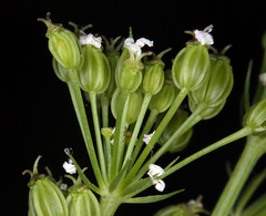 Ligusticum apiifolium