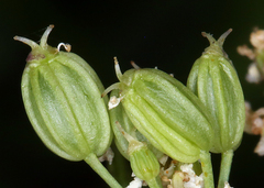 Ligusticum apiifolium