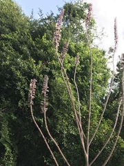 Amorpha paniculata