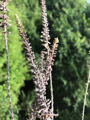 Amorpha paniculata