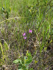 Arethusa bulbosa