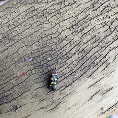 Castiarina acuminata