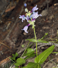 Penstemon anguineus