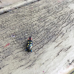 Castiarina acuminata