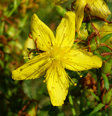 Hypericum × desetangsii