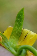 Hypericum × desetangsii