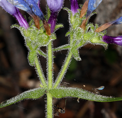Penstemon anguineus