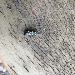 Castiarina acuminata