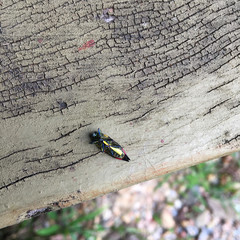 Castiarina acuminata