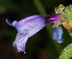 Penstemon anguineus