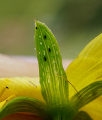 Hypericum × desetangsii