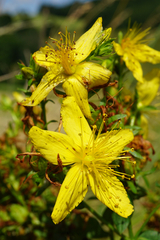 Hypericum × desetangsii