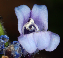 Penstemon anguineus