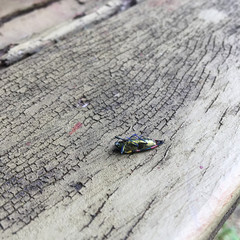 Castiarina acuminata