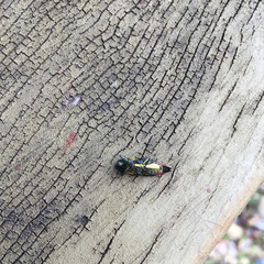 Castiarina acuminata