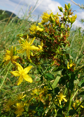 Hypericum × desetangsii