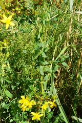 Hypericum × desetangsii