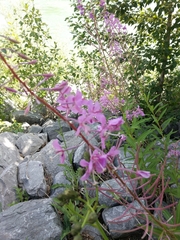 Chamaenerion angustifolium