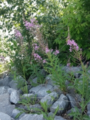 Chamaenerion angustifolium