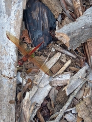 Libellula auripennis