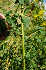 Hypericum × desetangsii