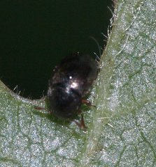 Brachypterus urticae