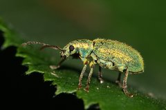 Phyllobius argentatus