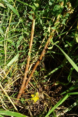 Hypericum × desetangsii