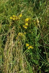 Hypericum × desetangsii