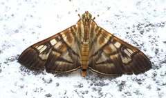 Arthromastix lauralis