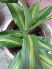 Liliopsida