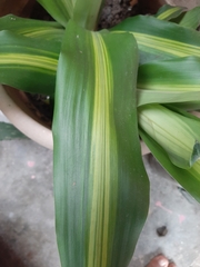 Liliopsida