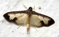 Eulepte