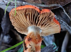 Cortinarius erythraeus