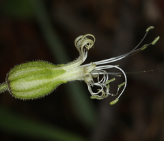 Silene lemmonii