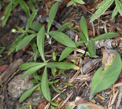 Silene lemmonii