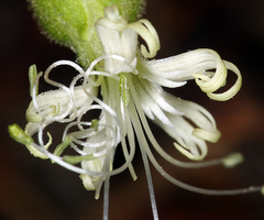 Silene lemmonii