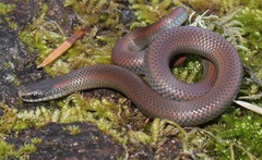 Contia longicaudae